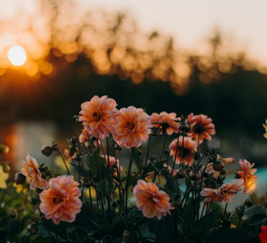 Flera orange blommor i en trädgård med solnedgång i bakgrunden.